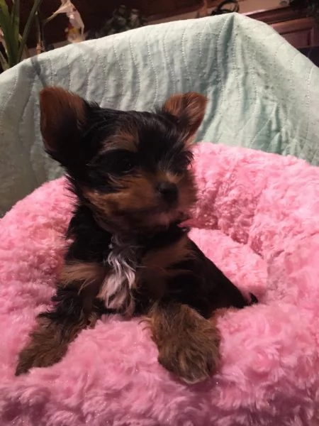 Cuccioli di Yorkie maschi e femmine