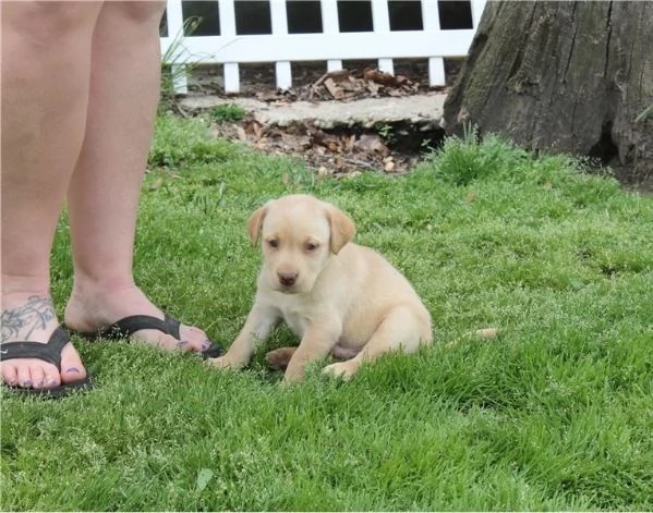 Cuccioli di Labrador in vendita | Foto 1