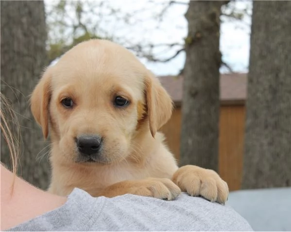 Cuccioli di Labrador in vendita | Foto 0