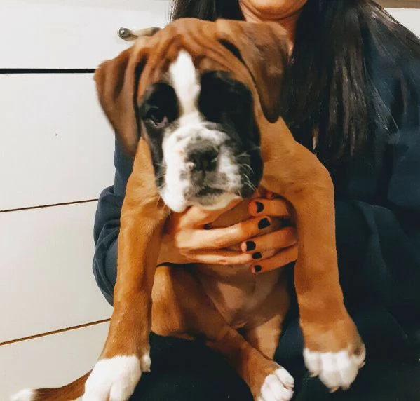 Vendo cuccioli di boxer | Foto 2