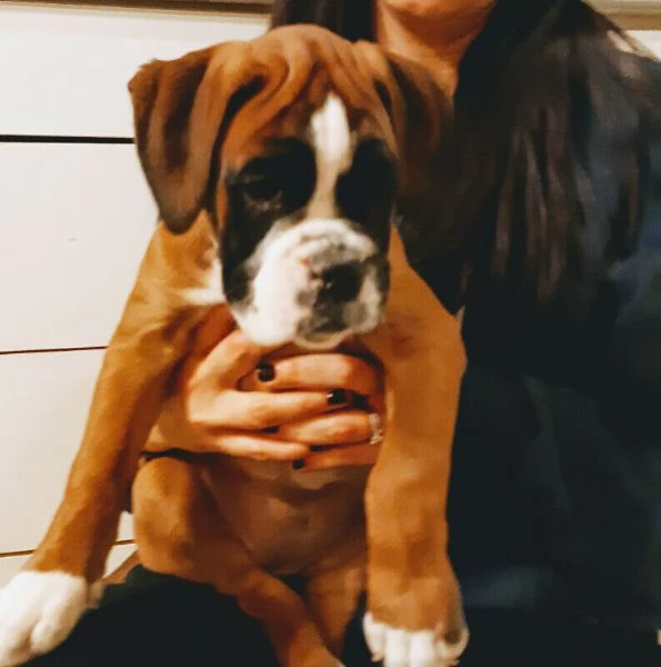 Vendo cuccioli di boxer