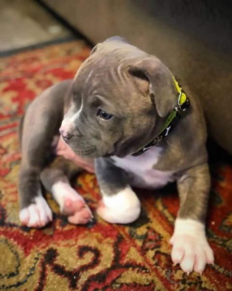 Pit Bull Terrier di 10 settimane