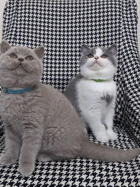 Due cucciole british shorthair