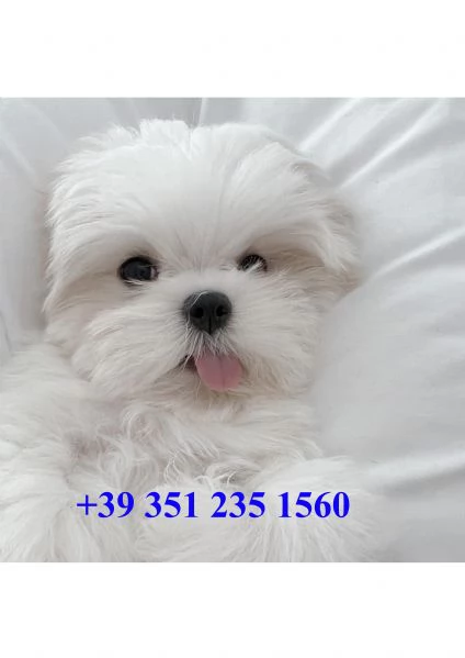 Cuccioli Pronti per una Nuova Famiglia 
