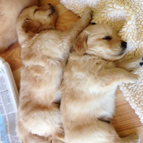 cuccioli di golden retriever