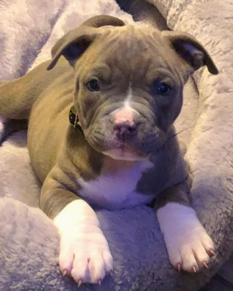 Vendo cucciolo maschio di pitbull