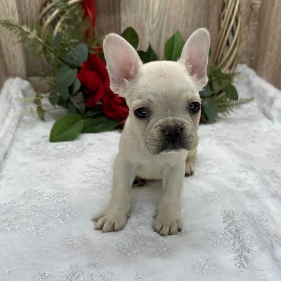 Regalo Cuccioli di Cane a Bulldog Francese Splendidi cuccioli di Bulldog Francese ad appassionati de
