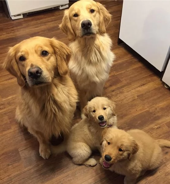 Golden Retriever
