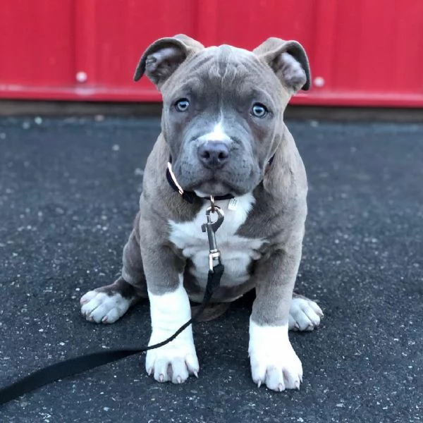 Pitbull | Foto 0