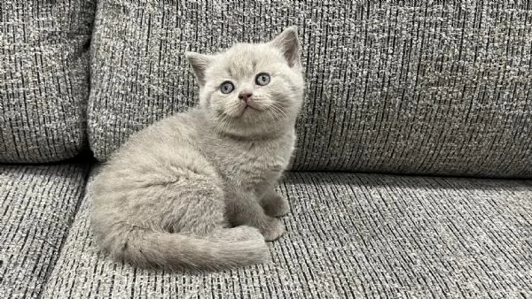 Cuccioli British shorthair