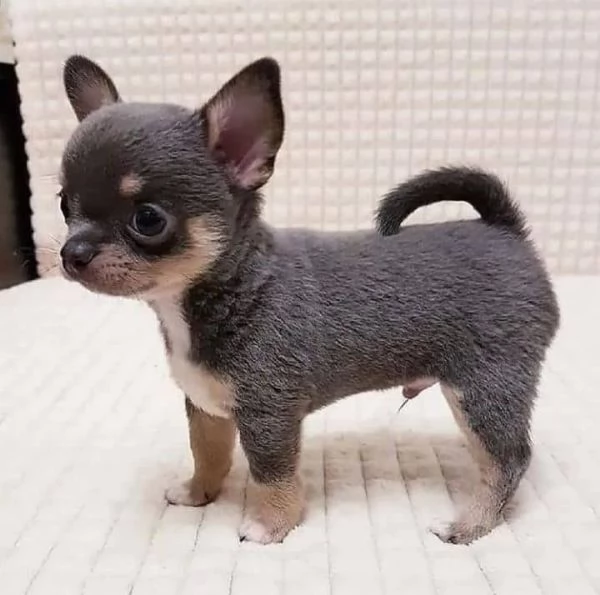 Regalo CHIHUAHUA MERAVIGLIOSI cuccioli di chihuahua ottima genealogia, gia vaccinati, sverminati e m