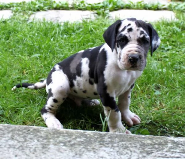 Regalo adorabili cuccioli Alano femminucce e maschietti gratuita i cuccioli sono vaccinati sverminat