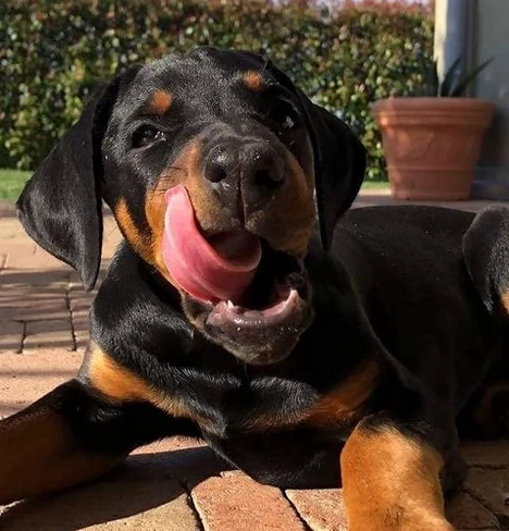 Regalo adorabili cuccioli Dobermann femminucce e maschietti gratuita i cuccioli sono vaccinati sverm