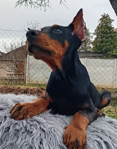 Dobermann cuccioli | Foto 6