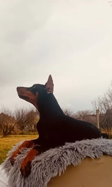 Dobermann cuccioli | Foto 5