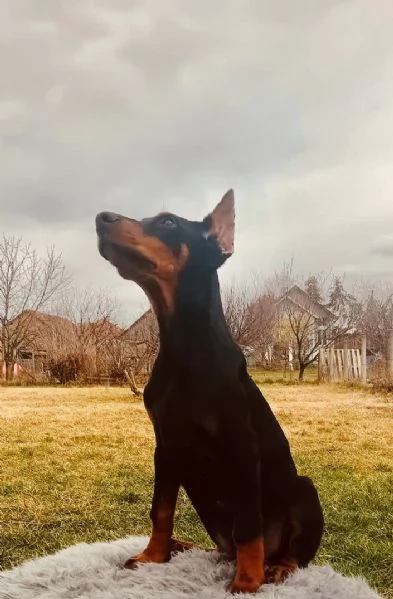Dobermann cuccioli | Foto 4