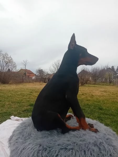 Dobermann cuccioli | Foto 0