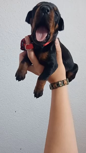 Dobermann cuccioli
