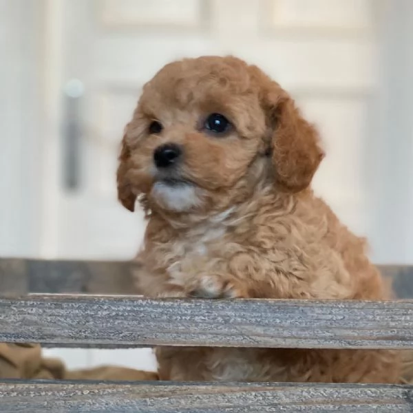 Bellissimi cuccioli di Maltipoo | Foto 0