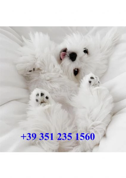 Cuccioli maltesi registrati di qualità 