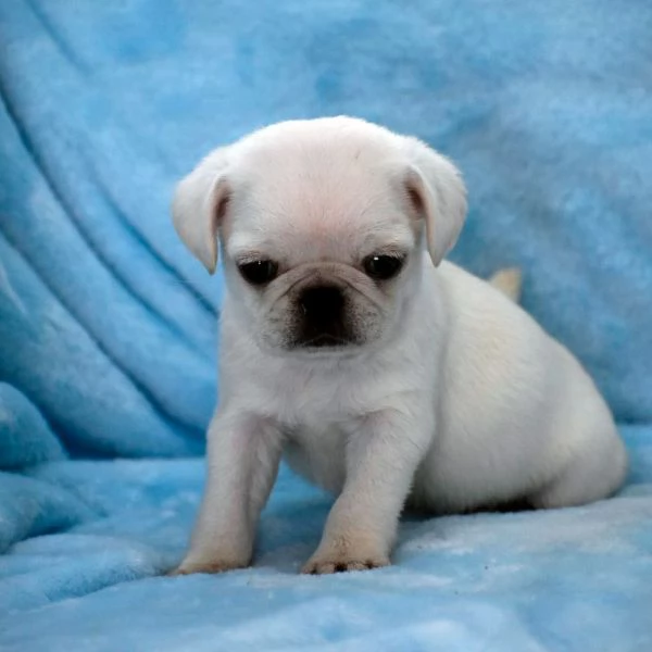 Regalo cucciolo REGALO CARLINO 