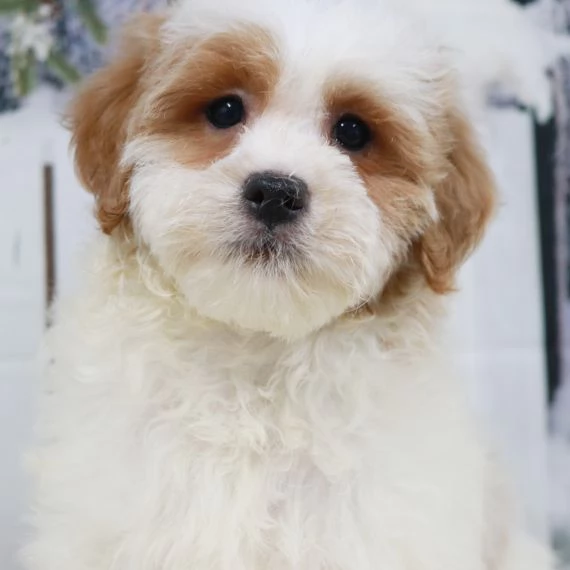 Regalo Cuccioli di Golden retriver Disponibili bellissimi cuccioli di Golden taglia standard mantell