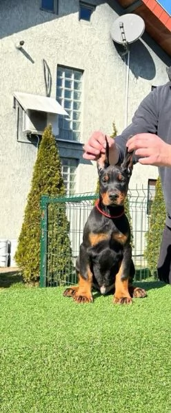 Doberman cuccioli in vendita | Foto 6