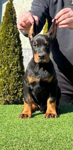 Doberman cuccioli in vendita | Foto 5