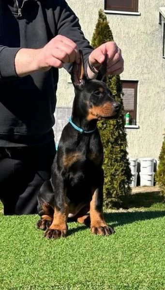Doberman cuccioli in vendita | Foto 4