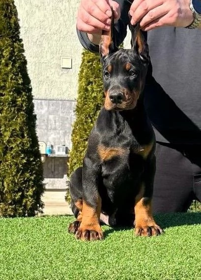 Doberman cuccioli in vendita | Foto 3