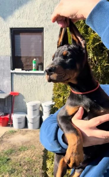 Doberman cuccioli in vendita | Foto 2