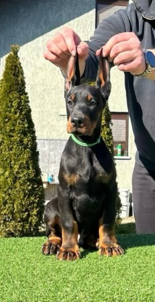 Doberman cuccioli in vendita