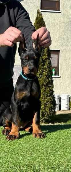 Doberman cuccioli in vendita | Foto 1