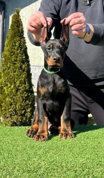 Doberman cuccioli in vendita | Foto 0