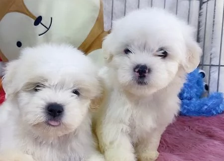 Cuccioli Maltese toy dai 3 ai 4 mesi 