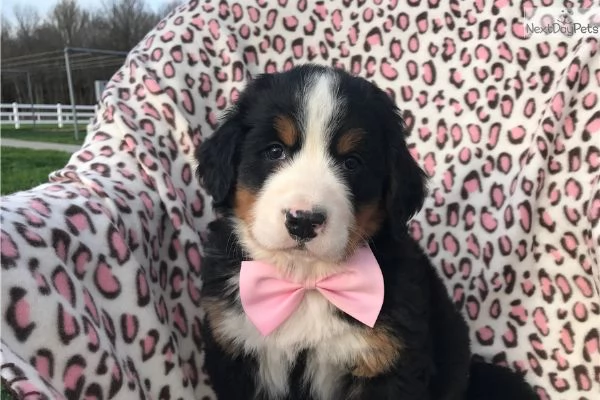 Disponibili cuccioli di bovaro del bernese