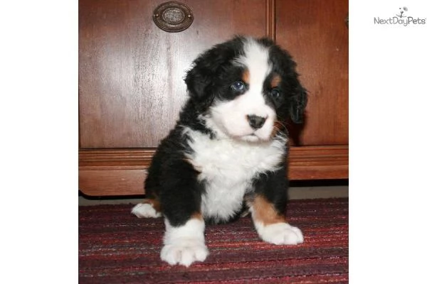 Disponibili cuccioli di bovaro del bernese | Foto 0