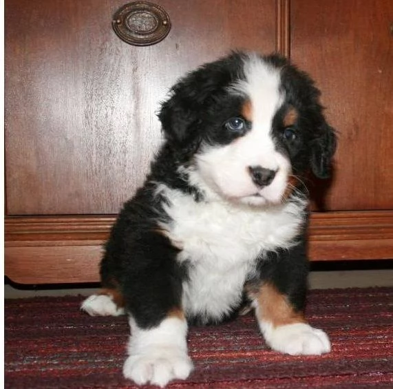 Cuccioli sani di bovaro del bernese