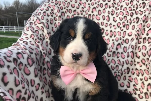 Bellissimi cuccioli di bovaro del bernese