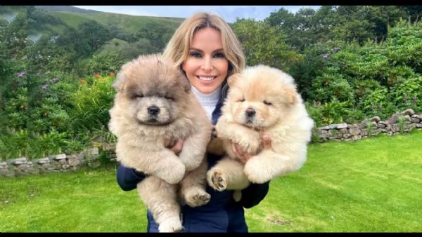 Vendita stupendi cuccioli di chow chow