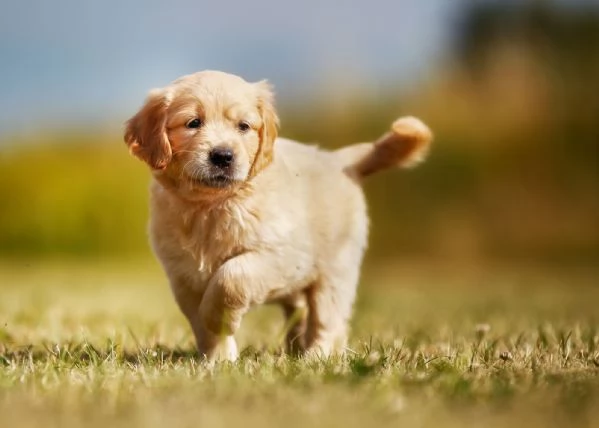 Vendita cuccioli di golden retriever in adozione