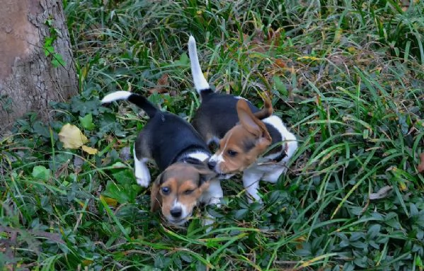 Vendita cucciolo cucciolo di beagles bella