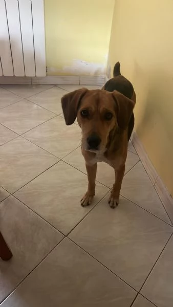 Intreccio Beagle | Foto 0