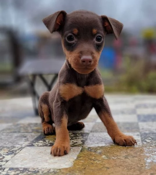 Mini Pin Puppies (consegnati di persona)