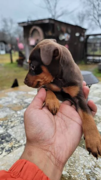 Mini Pin Puppies (consegnati di persona) | Foto 0