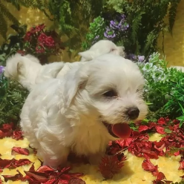 Cuccioli di razza Bichon Frise