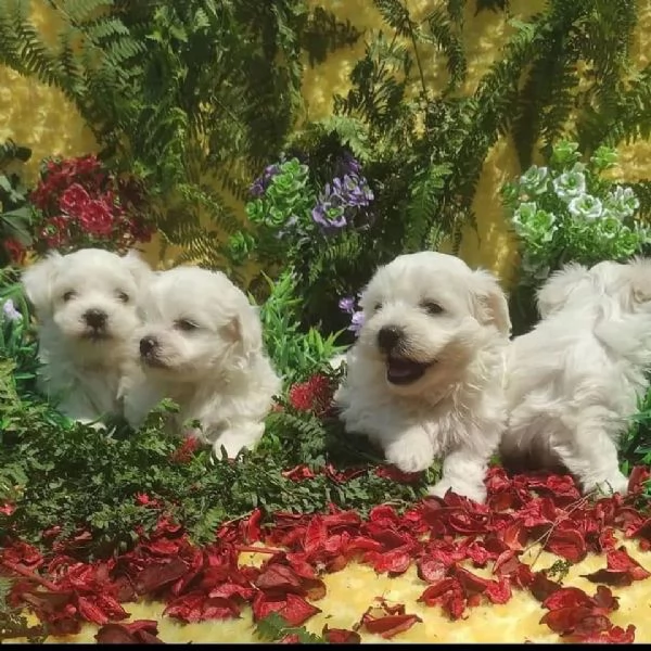 Cuccioli di razza Bichon Frise | Foto 1