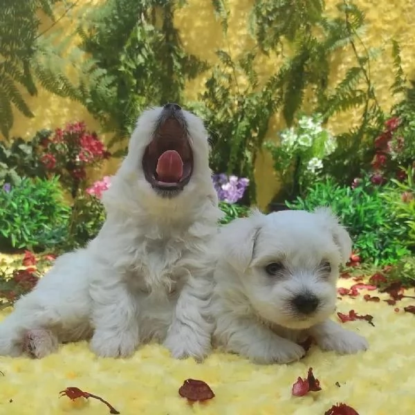 Cuccioli di razza Bichon Frise | Foto 0