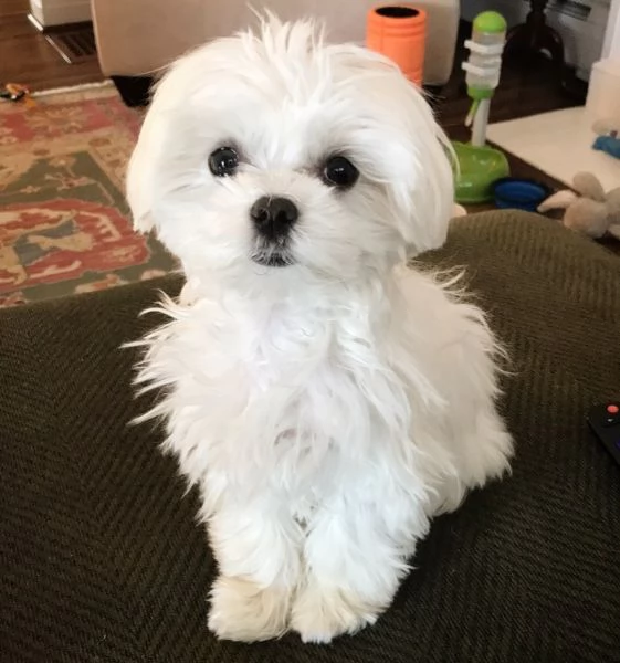 Cuccioletto di maltese mini toy 