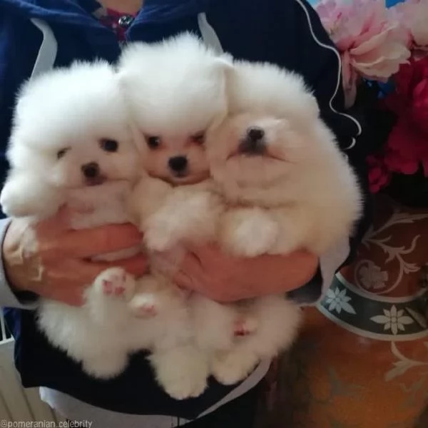 Vendo adorabili cuccioli di Pomerania | Foto 0